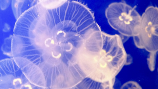 The Plan to Turn Jellyfish Into Diapers and Paper Towels